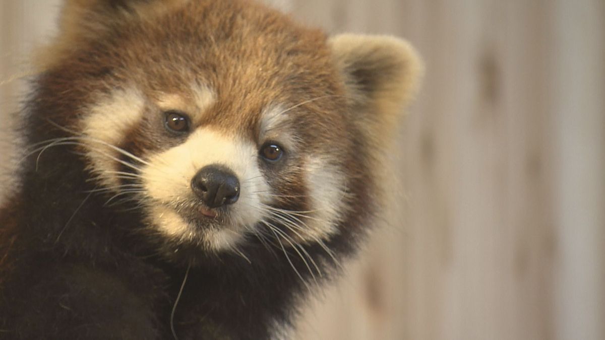 レッサーパンダの嫁入り　おてんば娘「かえで」　西山動物園からお隣･石川県へ　お別れ会には大勢のファン詰めかける