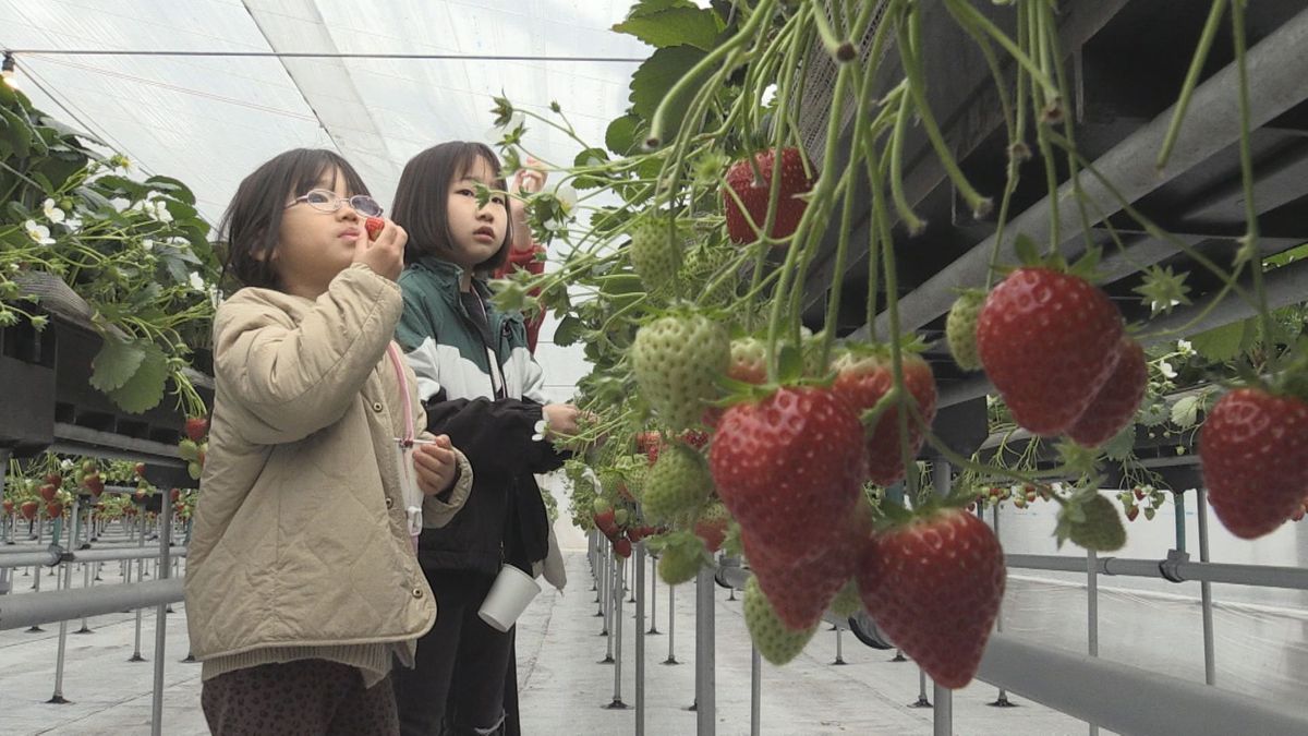 真っ赤なイチゴに舌鼓　家族連れでイチゴ狩りにぎわう　おおい町の観光農園　6種類の食べ比べも