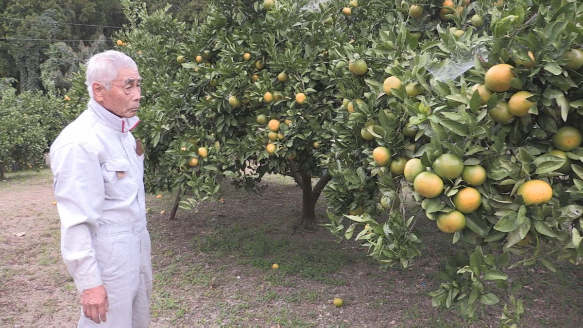 敦賀市特産東浦みかんが不作 夏の猛暑や病害虫による被害が多発