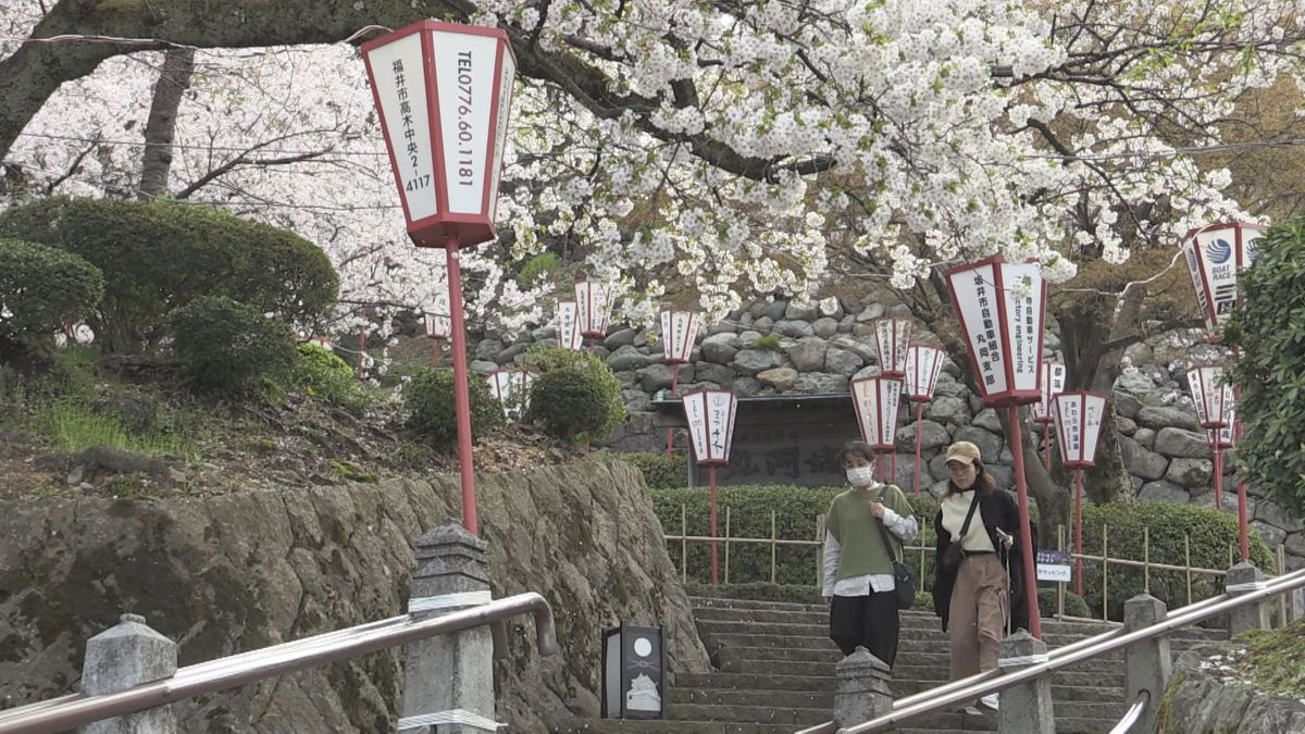 名残惜しむ花見客でにぎわう ソメイヨシノ散り始め 坂井市・丸岡城 13日(日)は雨・風強まる見込み