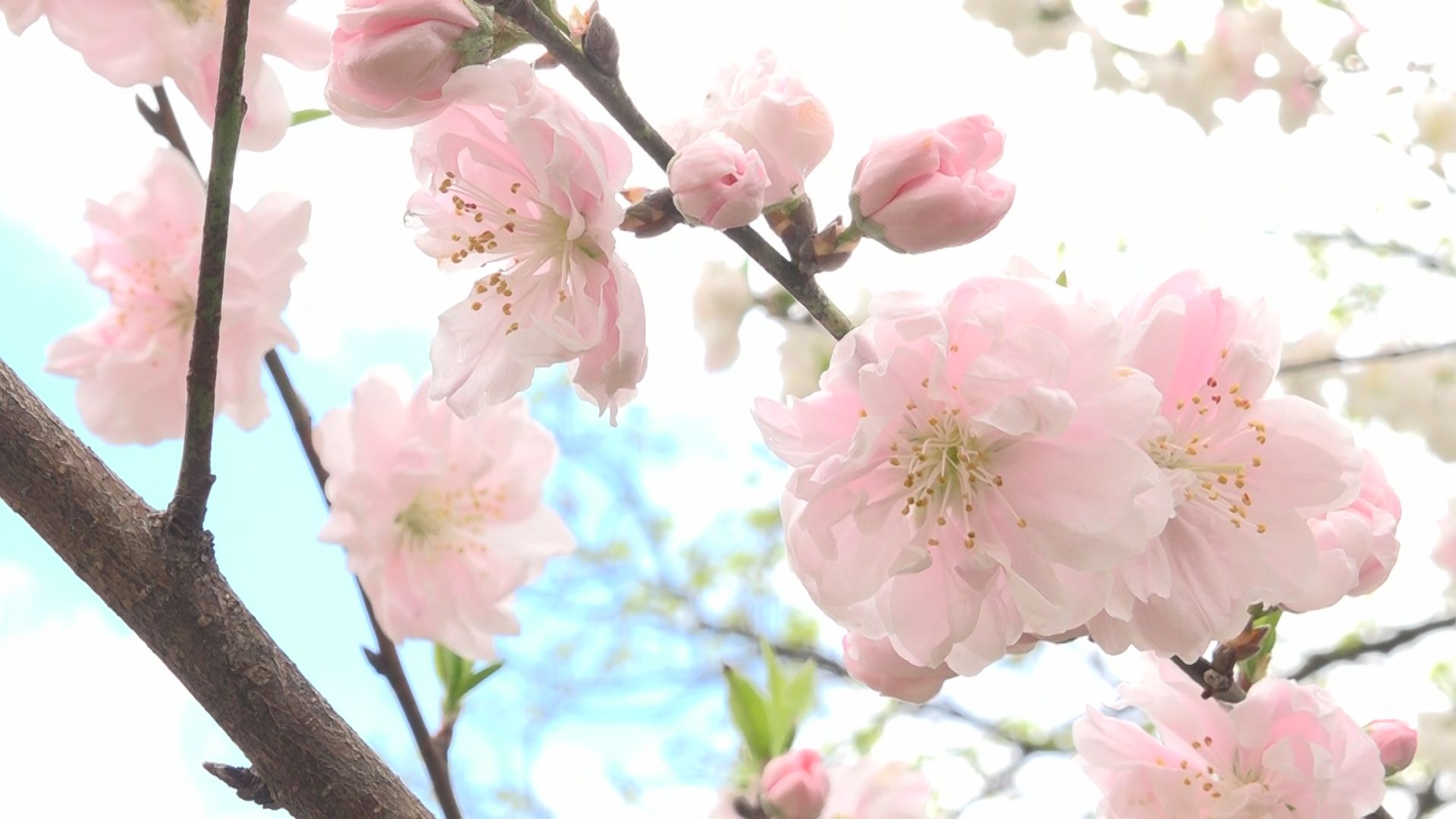 ピンクと白の花びらが重なり合う ハナモモの花が大野市西勝原で見ごろ