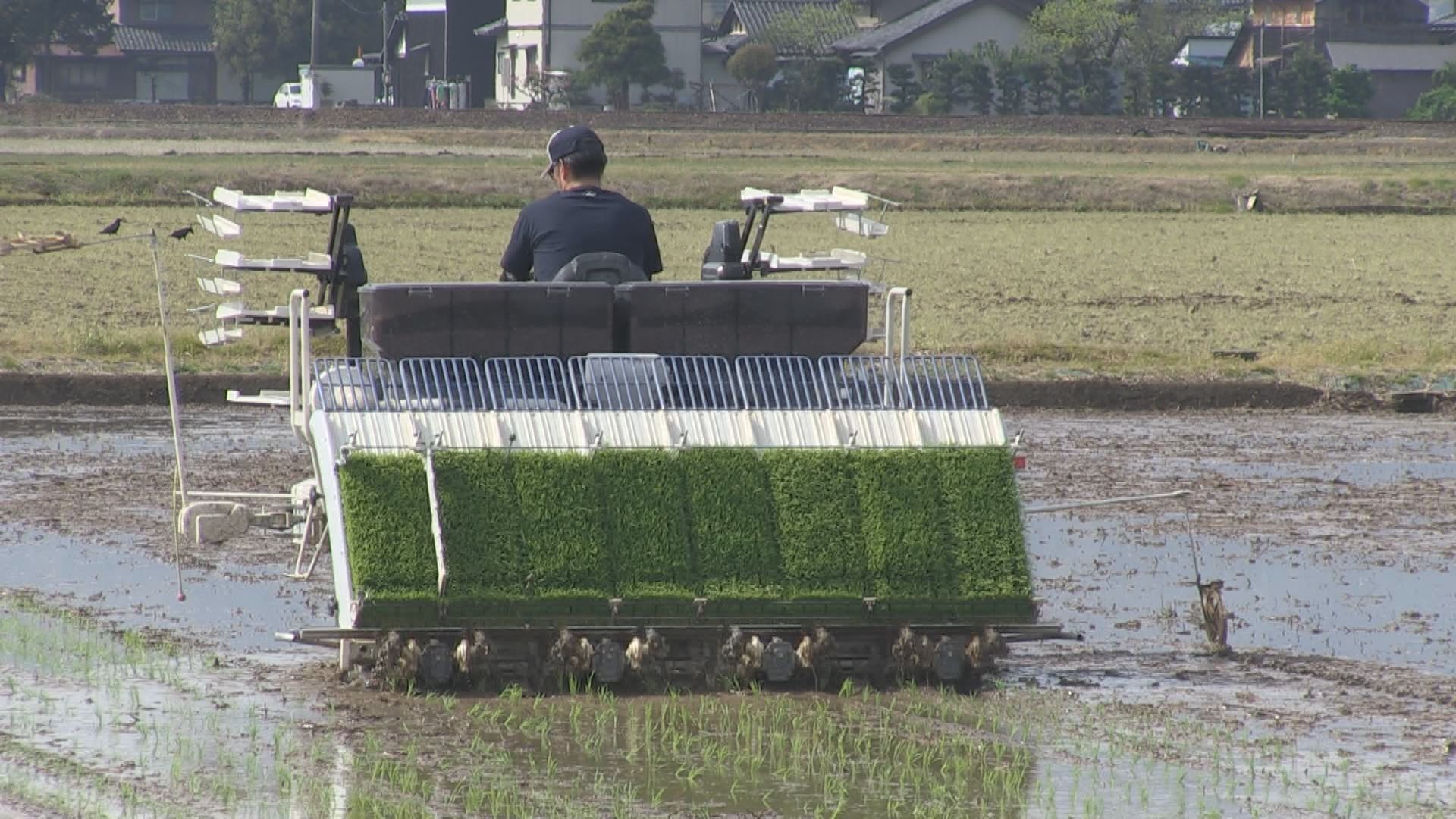 季節外れの暑さで熱中症に注意　福井と敦賀で28度予想　水田では早くもコシヒカリの田植え　人もコメも暑さ対策を