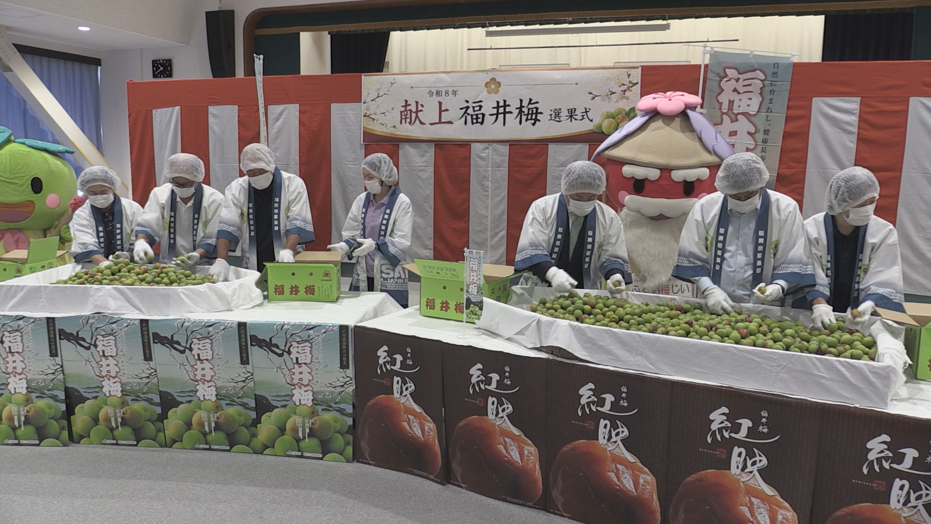 6/18 収穫分　福井梅　紅映　優品～良品9.5ｋｇ 福井梅「紅映」を皇室に献上へ 天候に恵まれ高品質 大きくて光沢のある