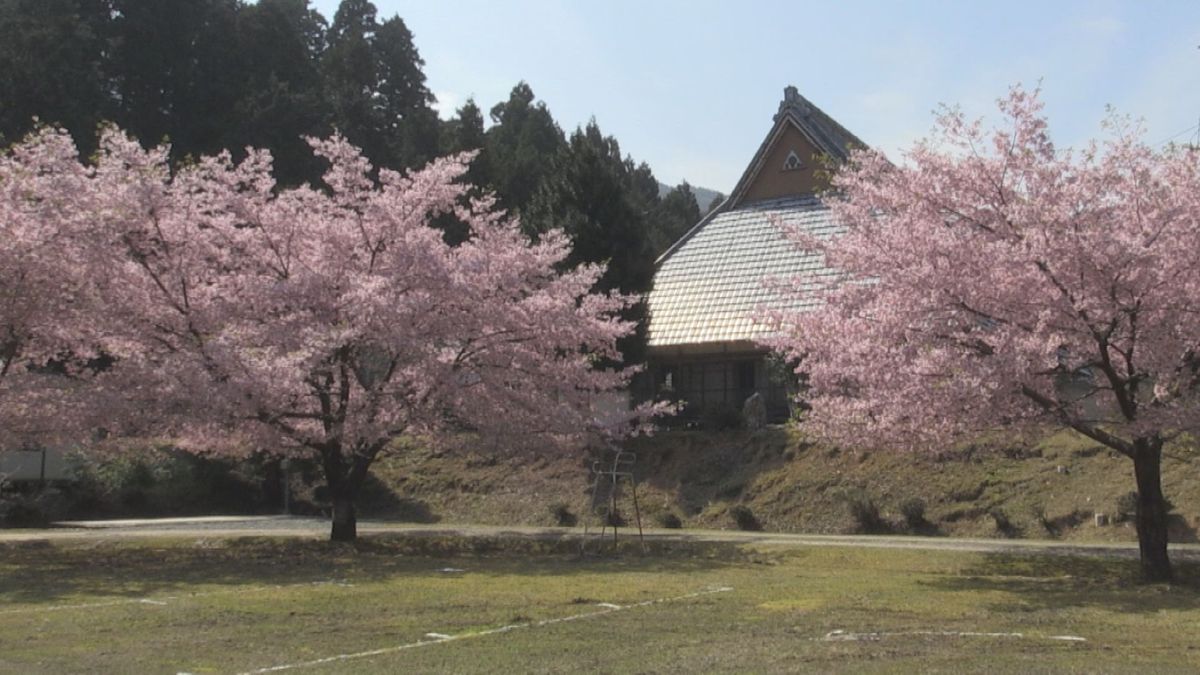 ヒガンザクラ満開　枝いっぱいに淡いピンク色の花咲く　小浜市･飯盛寺