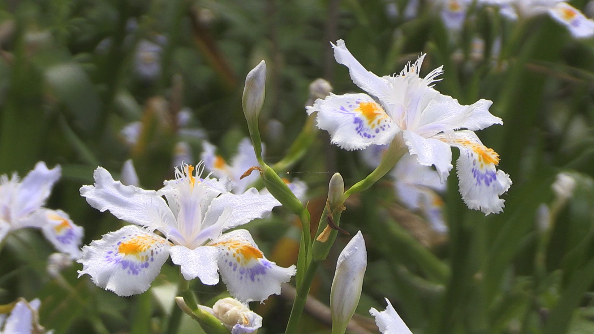 シャガの花かれんに 白い花びらに黄色と紫の斑点模様 1万平方メートル