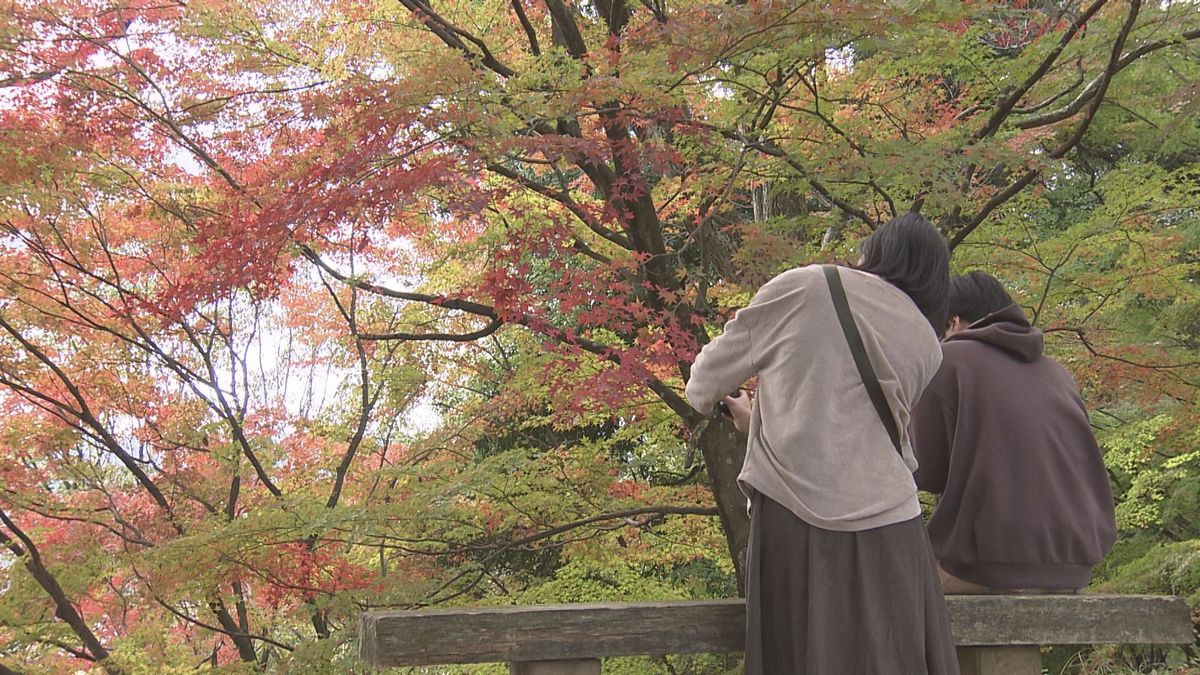 1600本のモミジ、赤く色づく　鯖江市西山公園　県内は冷え込むものの秋晴れ