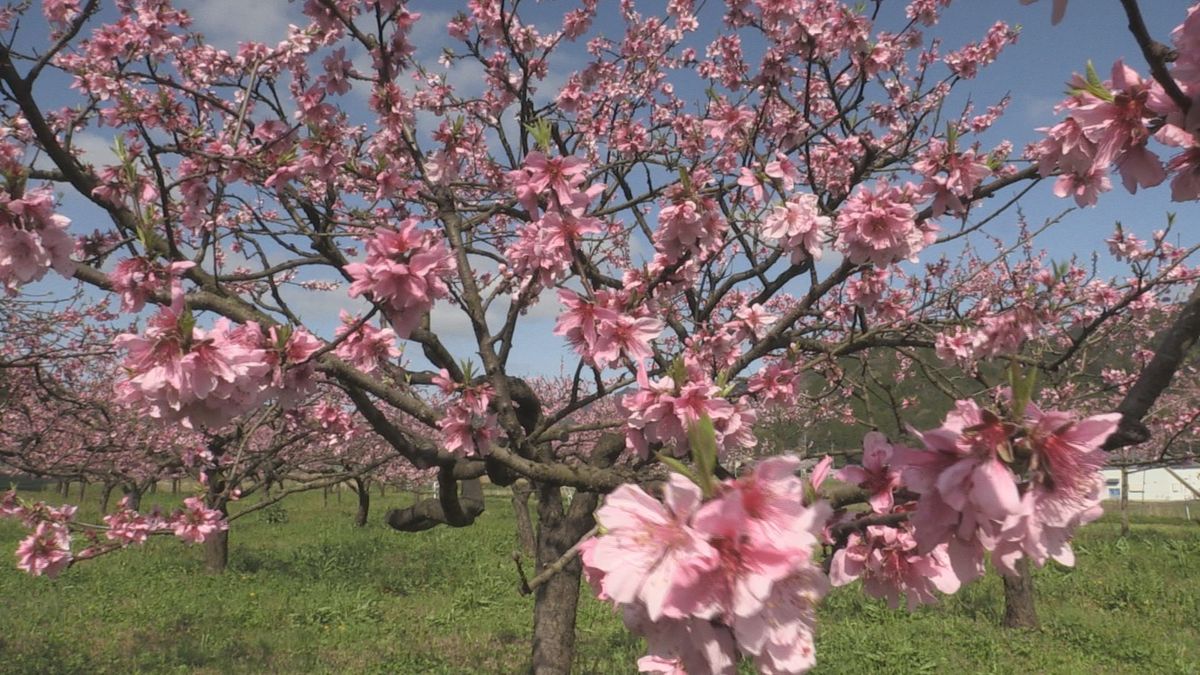 サクラより濃いピンク　おおい町の桃園でモモの花が満開　散策は自由