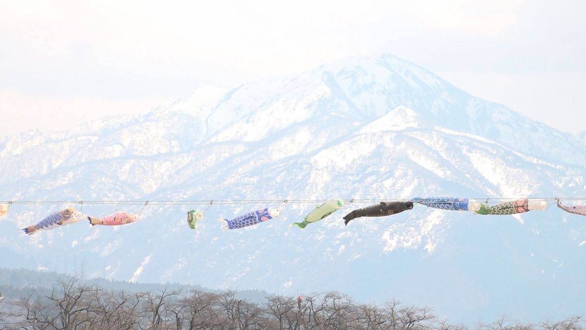 残雪の山並みを背に春風受けてすいすい 勝山に100匹以上の「こいのぼり」登場 サクラとの共演も