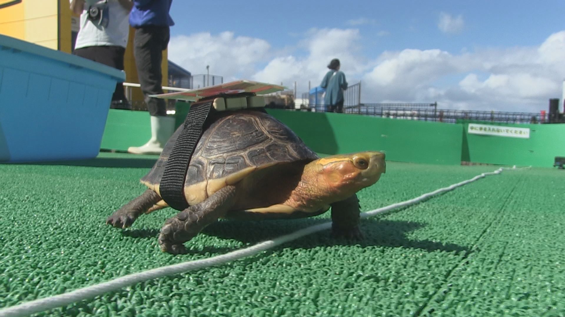 カメたちの障害物競走 どうしてそんなにのろいのか 会場は笑いに包ま