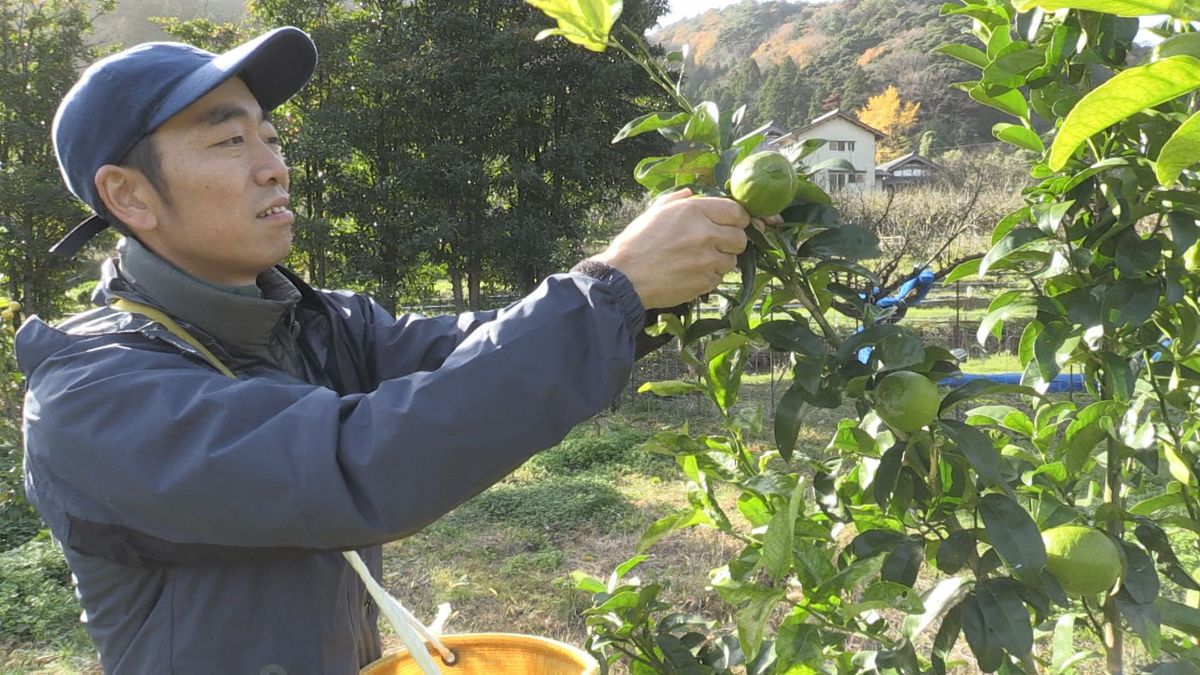 梅農家が栽培したレモン 初収穫で出来は上々 若狭町の新たな特産品に 寒さに強い品種で挑戦