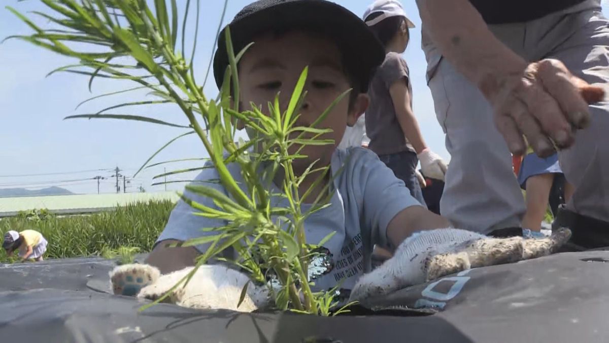 勝山市でコキアの苗1000株植えつけ 耕作放棄地活用して景観づくり 10月下旬には紅葉