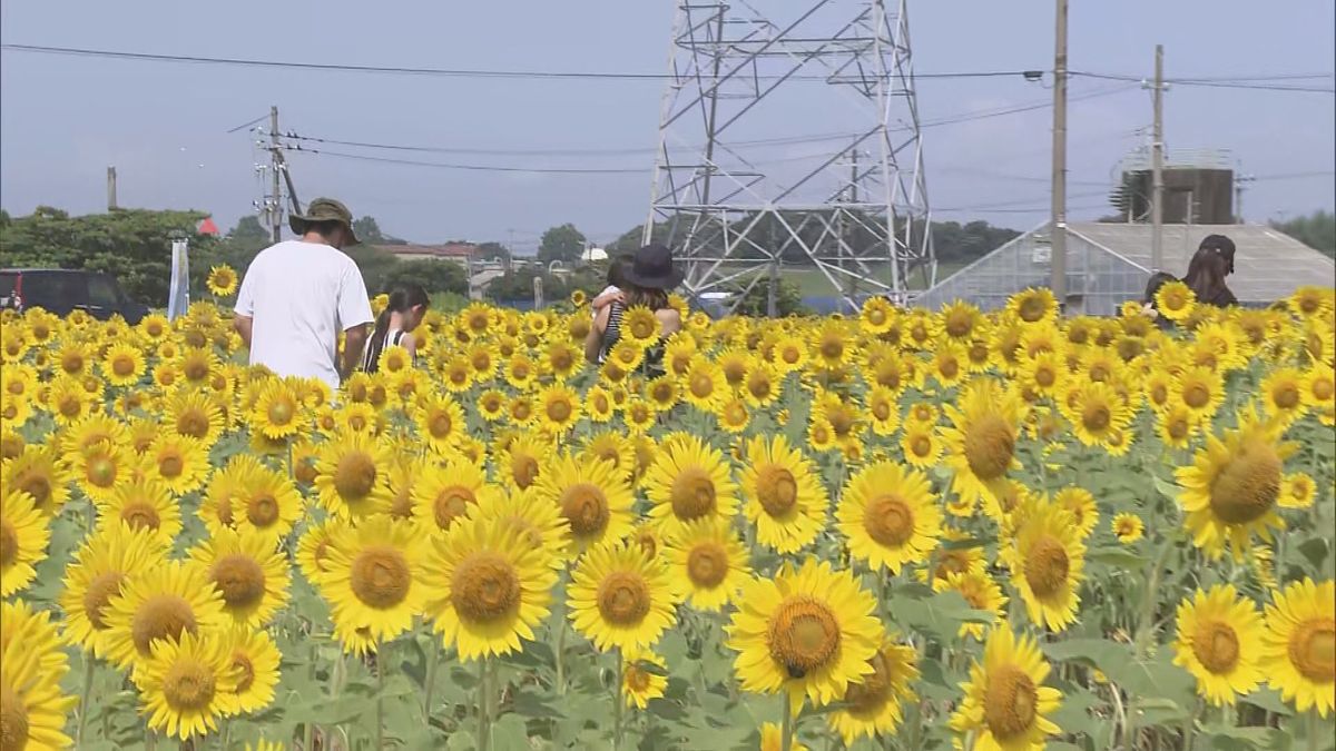 20万本のヒマワリ咲き誇る　坂井市三国町池上　県内全域で真夏日に　熱中症に注意