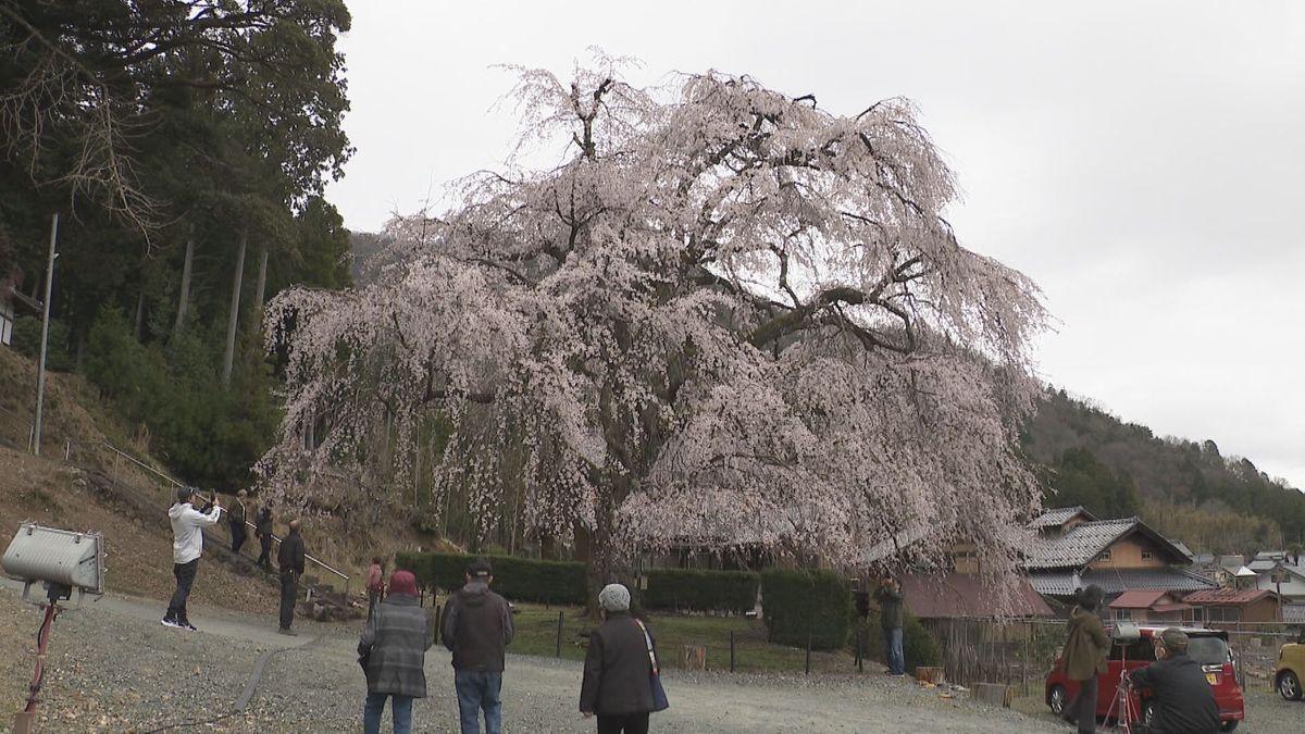 迫力ある美しさ 小浜市の妙祐寺で高さ17メートルのシダレザクラが満開