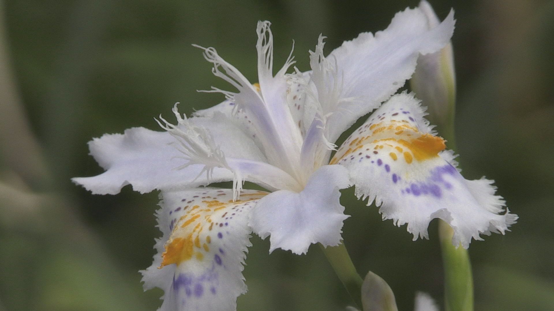 シャガの花見ごろ　白くかれんな花「神秘的」　遊歩道沿いに群生　美浜町･国吉城址