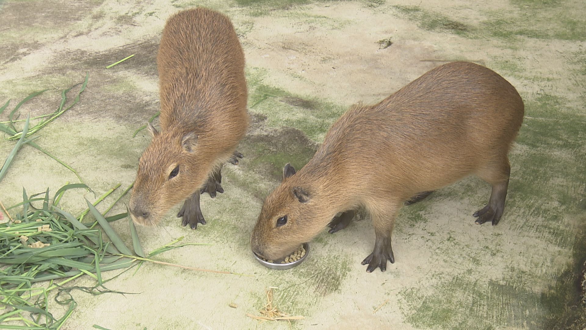 子どもたちの人気者になって 足羽山のミニ動物園にカピバラの姉妹が仲間入り 夏ごろ来園者とふれあいも