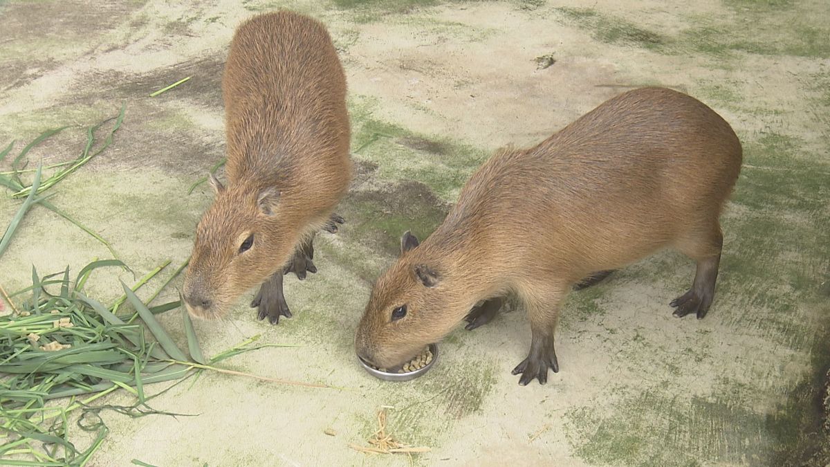 子どもたちの人気者になって 足羽山のミニ動物園にカピバラの姉妹が 