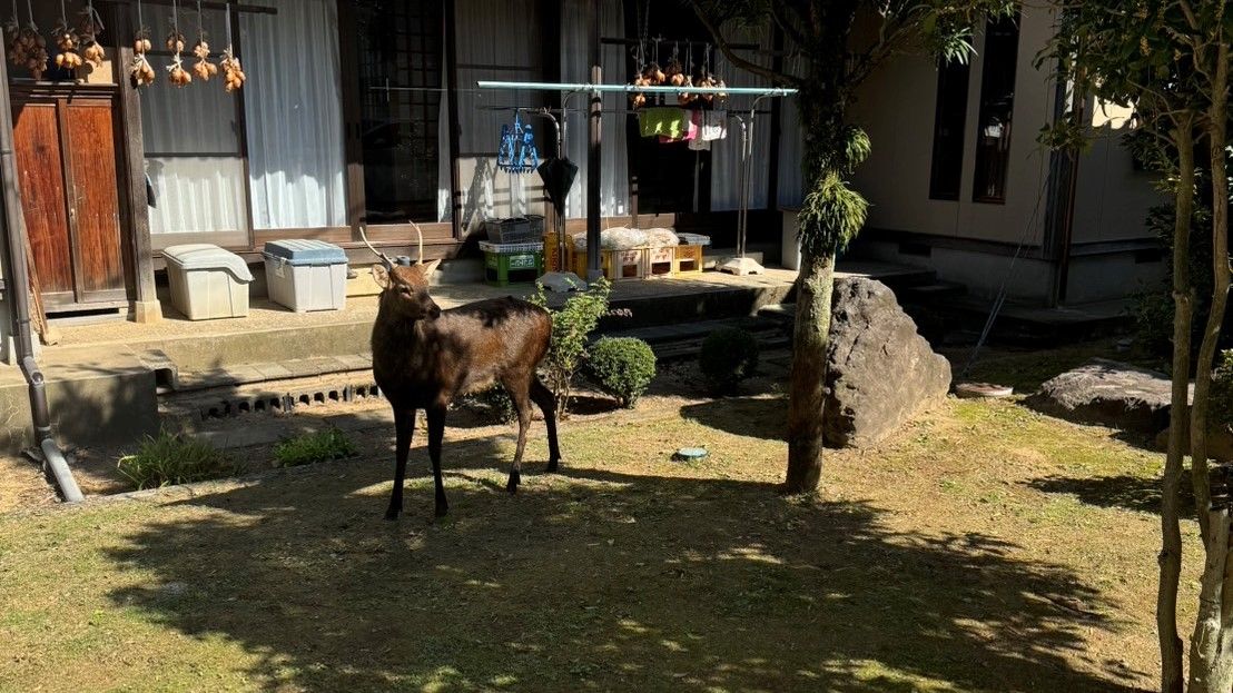 市街地に大きな“シカ”出没　民家の庭を堂々と…　市など捕獲試みるも逃げる、けが人なし　あわら市市姫