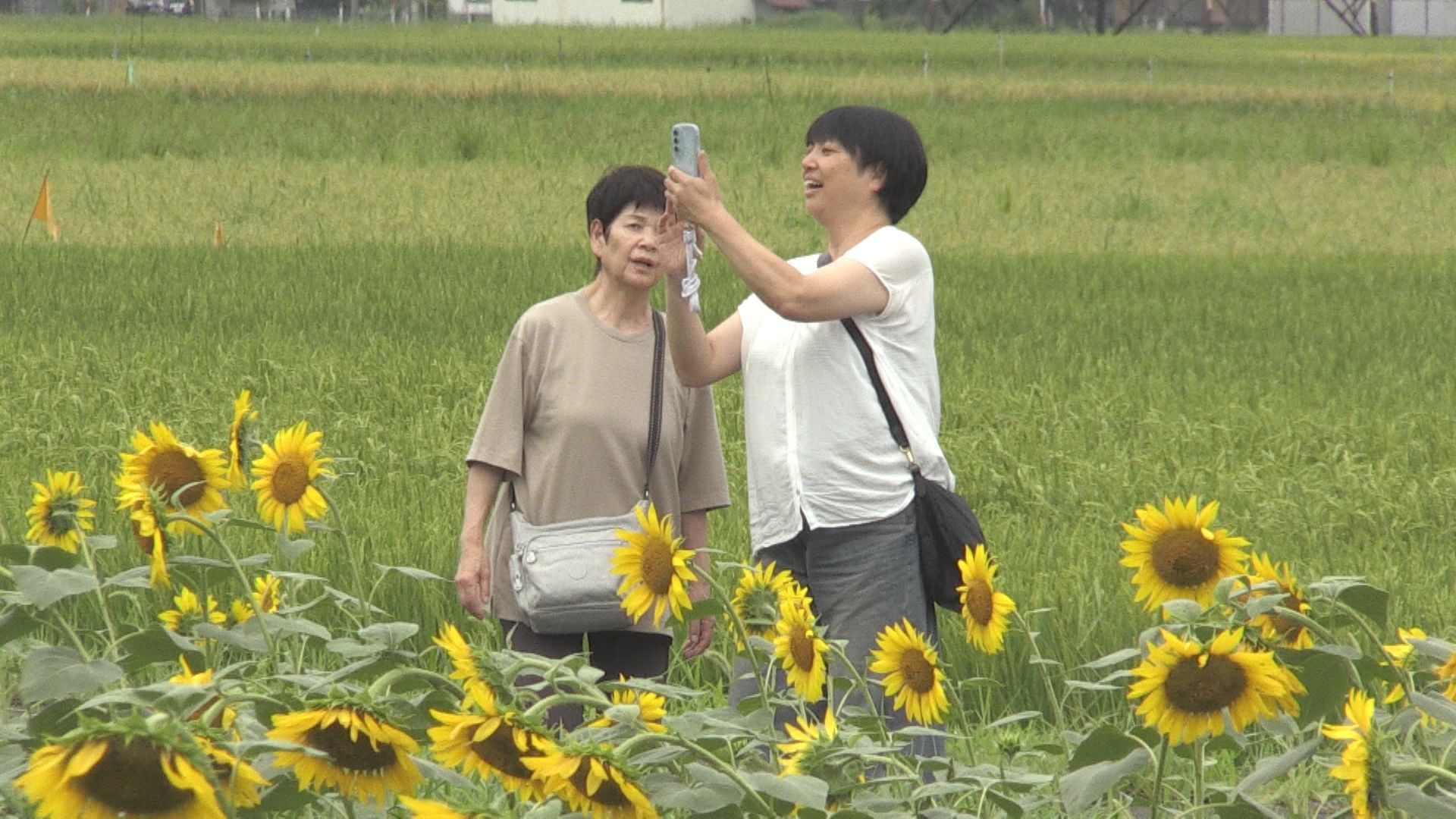 「元気が出て好き」30万本のヒマワリが