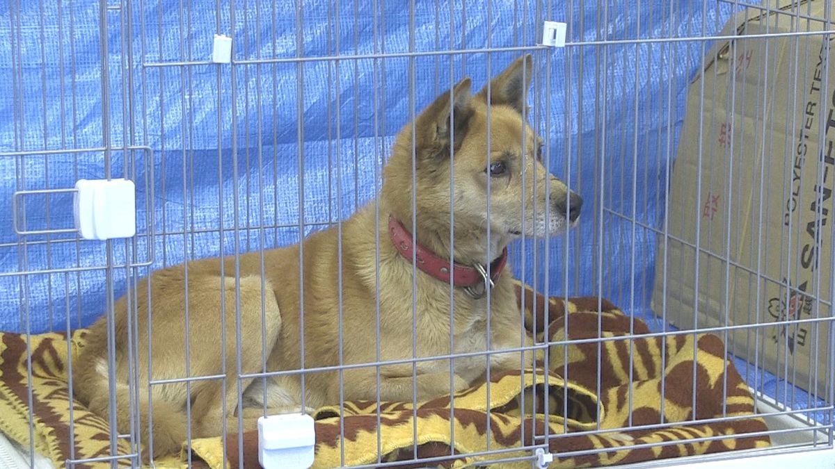 被災したイヌ、新たな飼い主探す　坂井市の民間施設　能登半島地震で保健所などから保護