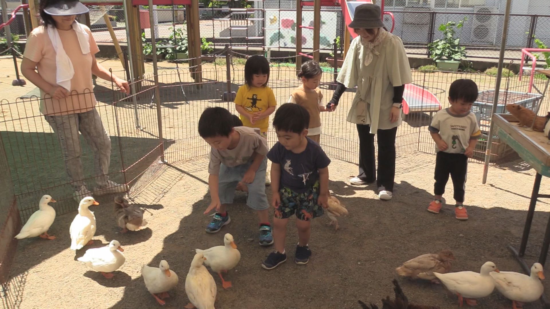 いつもの園庭が動物園に　園児が恐る恐る餌やりに挑戦　ポニーやニワトリなど25種類　