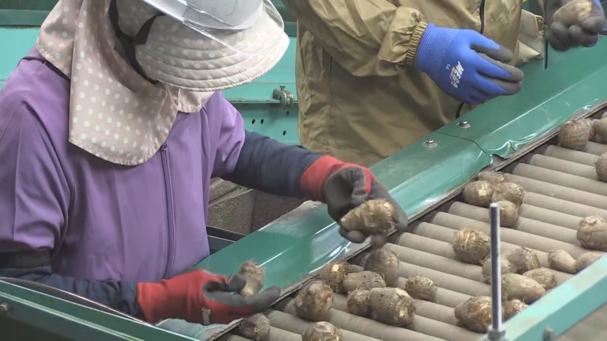 今年は大粒で食べ応え十分 奥越の秋の味覚サトイモを出荷