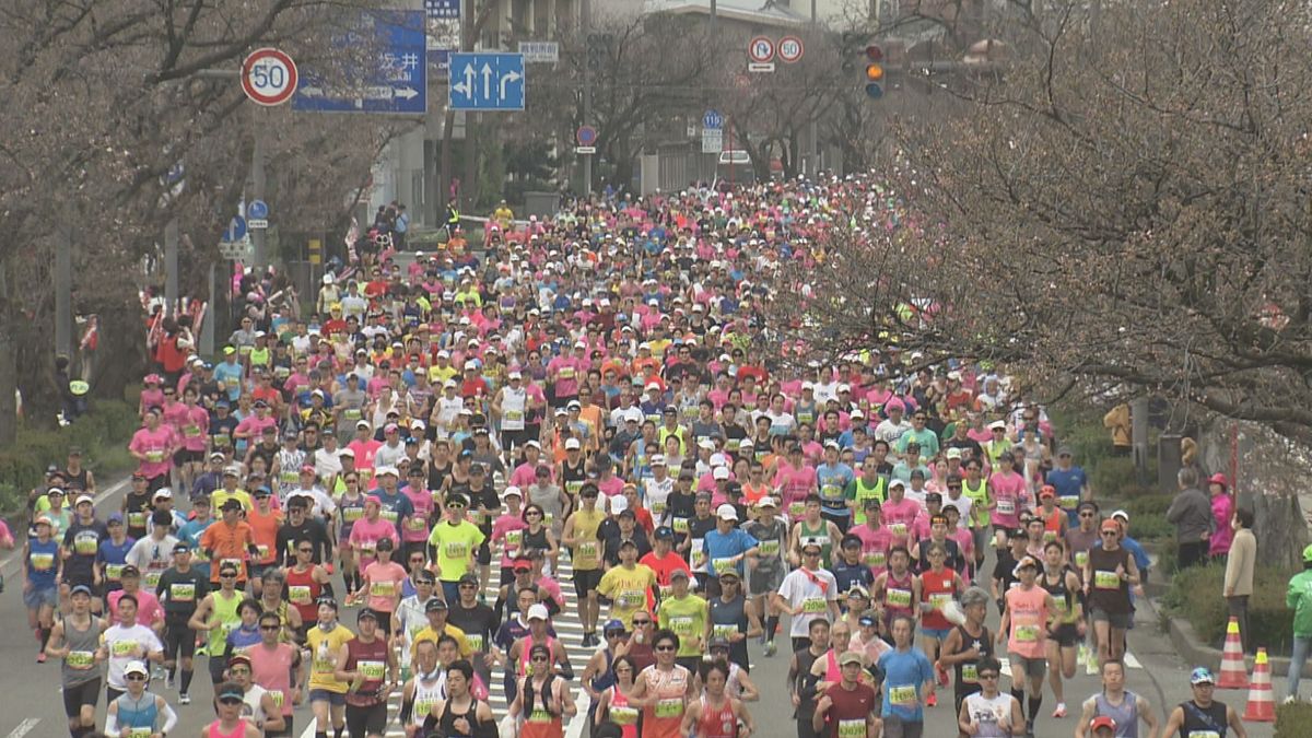 「ふくい桜マラソン」初開催　国内外1万3600人のランナー出場 コースは桜色に染まる