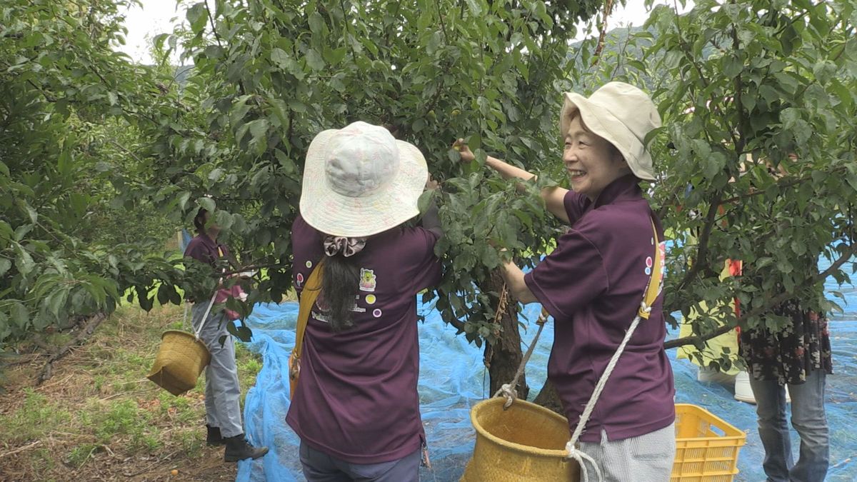 嶺南の女将が「福井梅」収穫　オリジナル梅酒作って若狭路の魅力PR