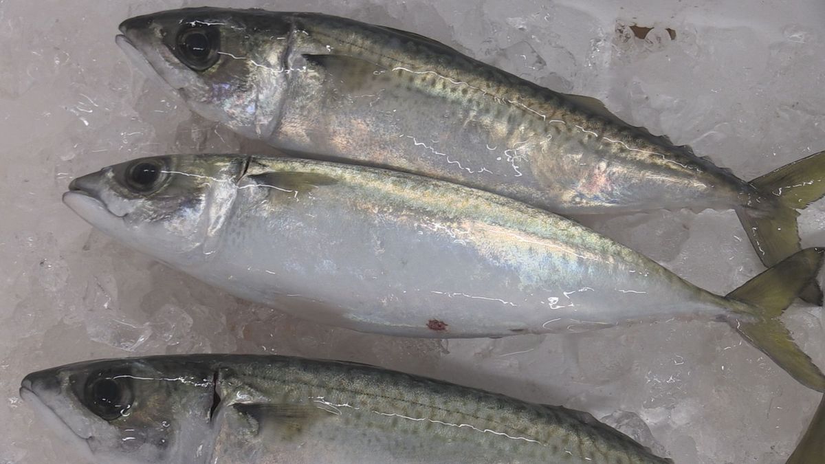 猛暑で大量死 暑さに強いサバ養殖で打開 脂乗りや歯ごたえ食べ比べ おいしさ追求、3年後出荷を(2026年5月22日掲載)|FBC NEWS NNN