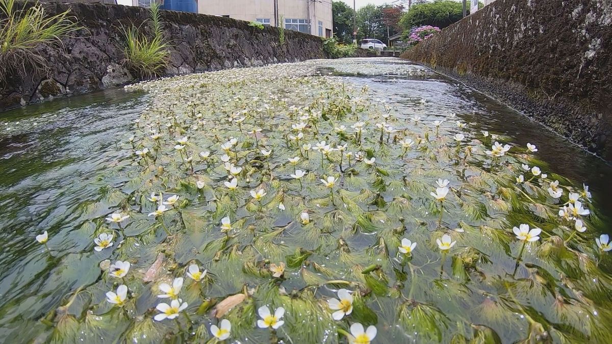 水面で涼しげに バイカモが福井県越前市で見ごろ
