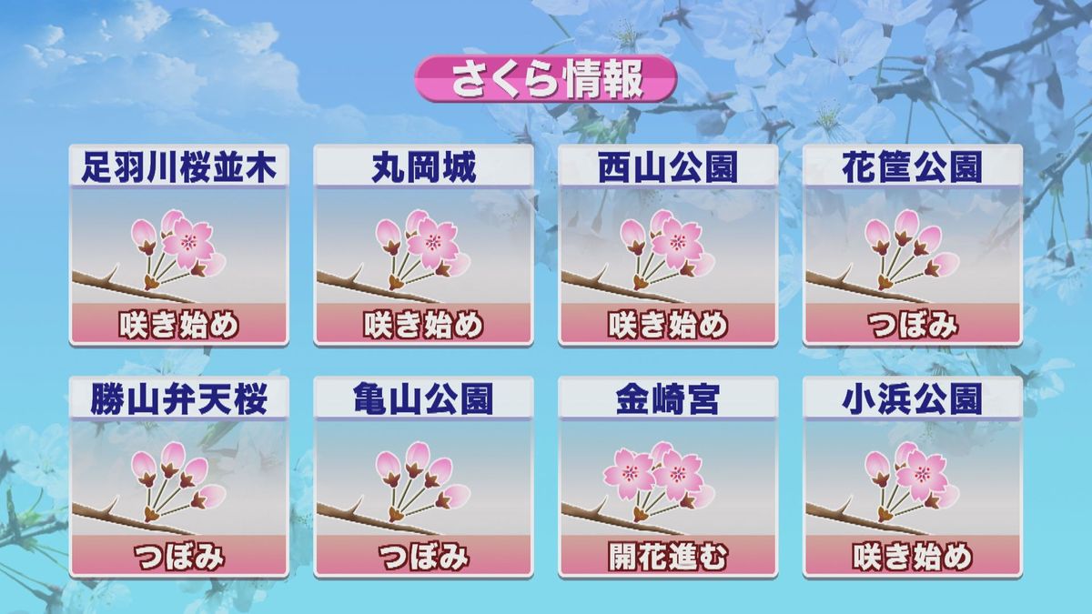 県内のサクラは来週にも満開か 福井でサクラの開花発表 平年より3日遅く