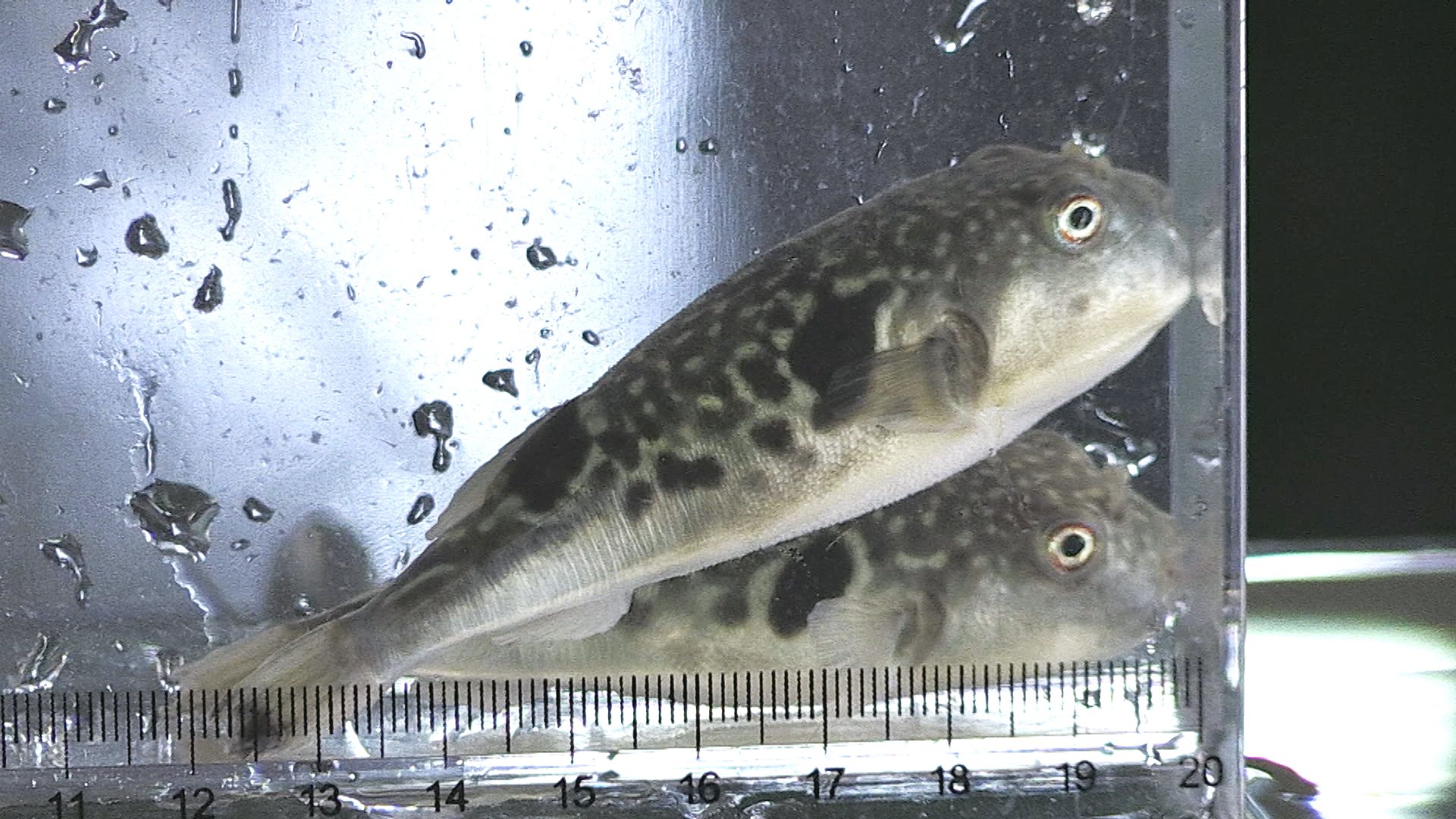 小浜市で「若狭ふぐ」の稚魚を養殖業者に出荷 来年冬には重さ1キロに成長 嶺南の民宿などで提供