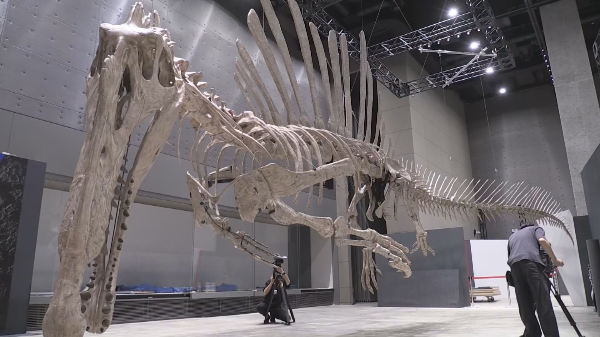 スピノサウルス骨格標本 最新研究を反映し展示 世界最大級の獣脚