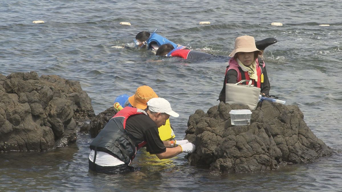 見つけたよ！磯の生き物観察会　アメフラシやウニなど　連日満員の人気ぶり　坂井市･越前松島水族館