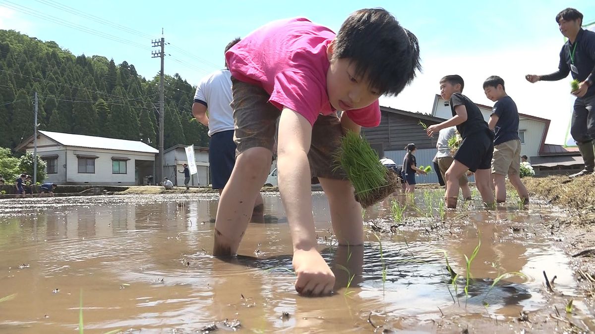 県のブランド米「いちほまれ」 学習続ける児童が田植え体験 多くの収量を期待