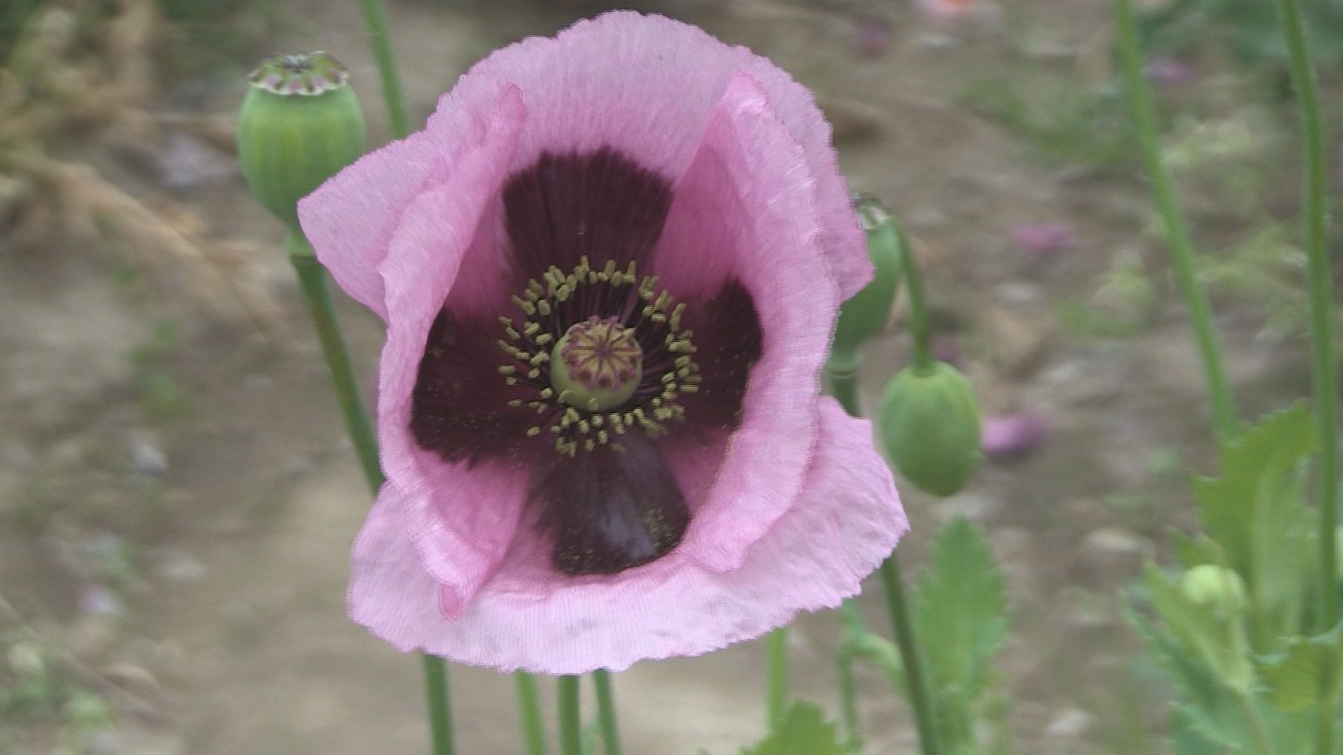 民家の畑に「アツミゲシ」違法植物200株 麻薬の原料となる成分含む