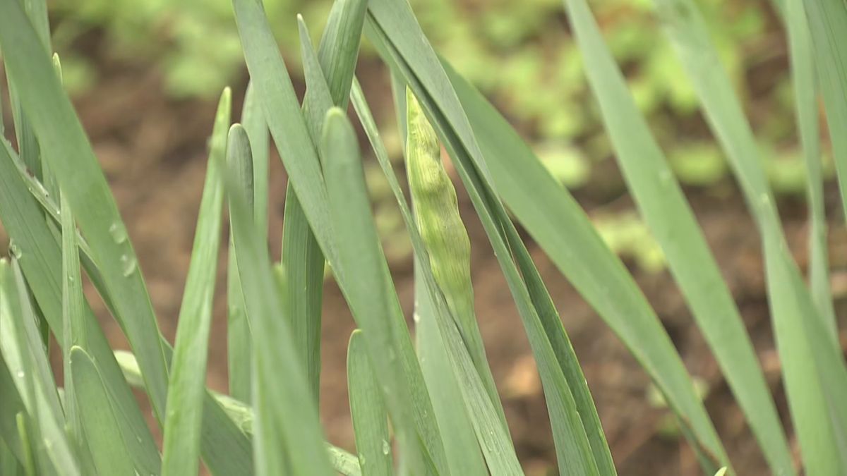 猛暑の影響で生育遅れ　「越前水仙」つぼみ小さく　出荷の時期迎え、栽培農家“困惑”　南越前町･河野地区