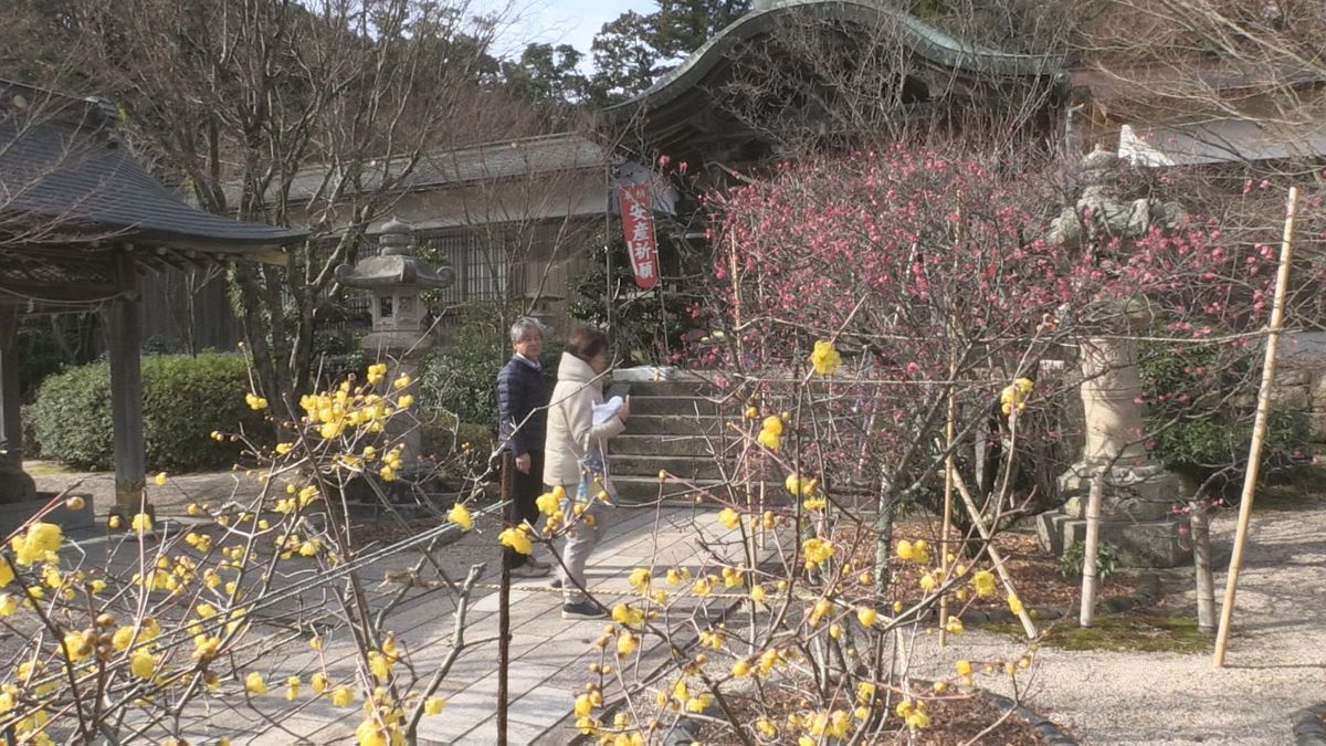黄色のロウバイ・ピンク色の寒紅梅が見ごろ　敦賀市の常宮神社　花の競演で参拝客は春を感じる