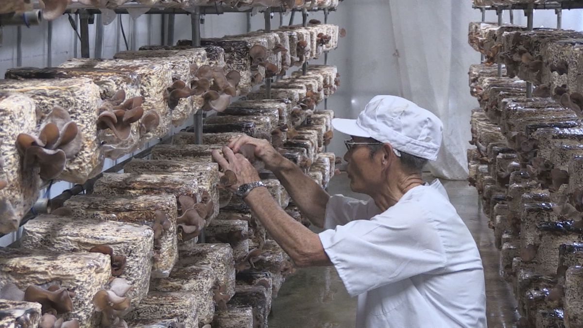 ぷりぷり食感の"キクラゲ"　大野市の農園で収穫最盛期　荒島岳からの地下水使い栽培