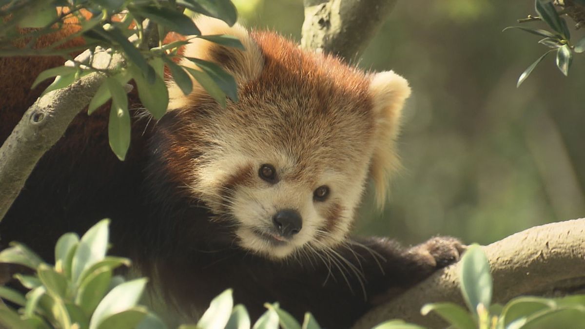 繁殖のため、県外へ嫁入り　レッサーパンダ･令花(レイファ)　鯖江市･西山動物園でお別れ会