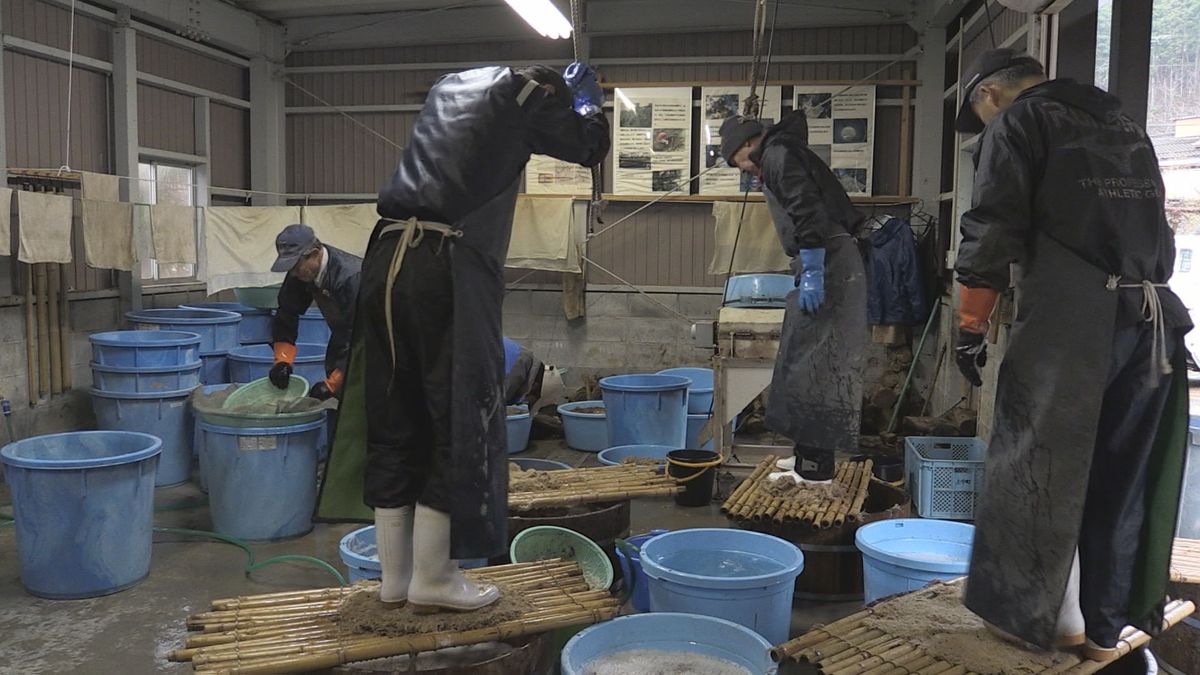 若狭町特産「熊川葛」 寒ざらしで上質のくず粉に まろやかな口当たり 和菓子店などに出荷