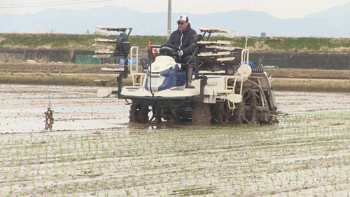 県内トップ 福井市で早生のハナエチゼンの田植えが始まる コメ不足のなか8月初旬の収穫目指す