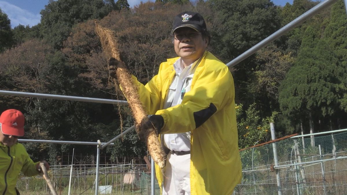 粘りと甘みに農家も太鼓判 特産「ジネンジョ」初掘り おおい町名田庄地区 専用パイプで半年かけ育てる