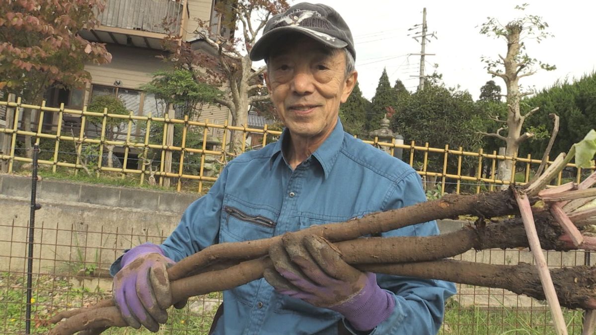 たった1軒で栽培 小浜市特産の新田ごぼうを収穫  太さ 長さ十分な出来