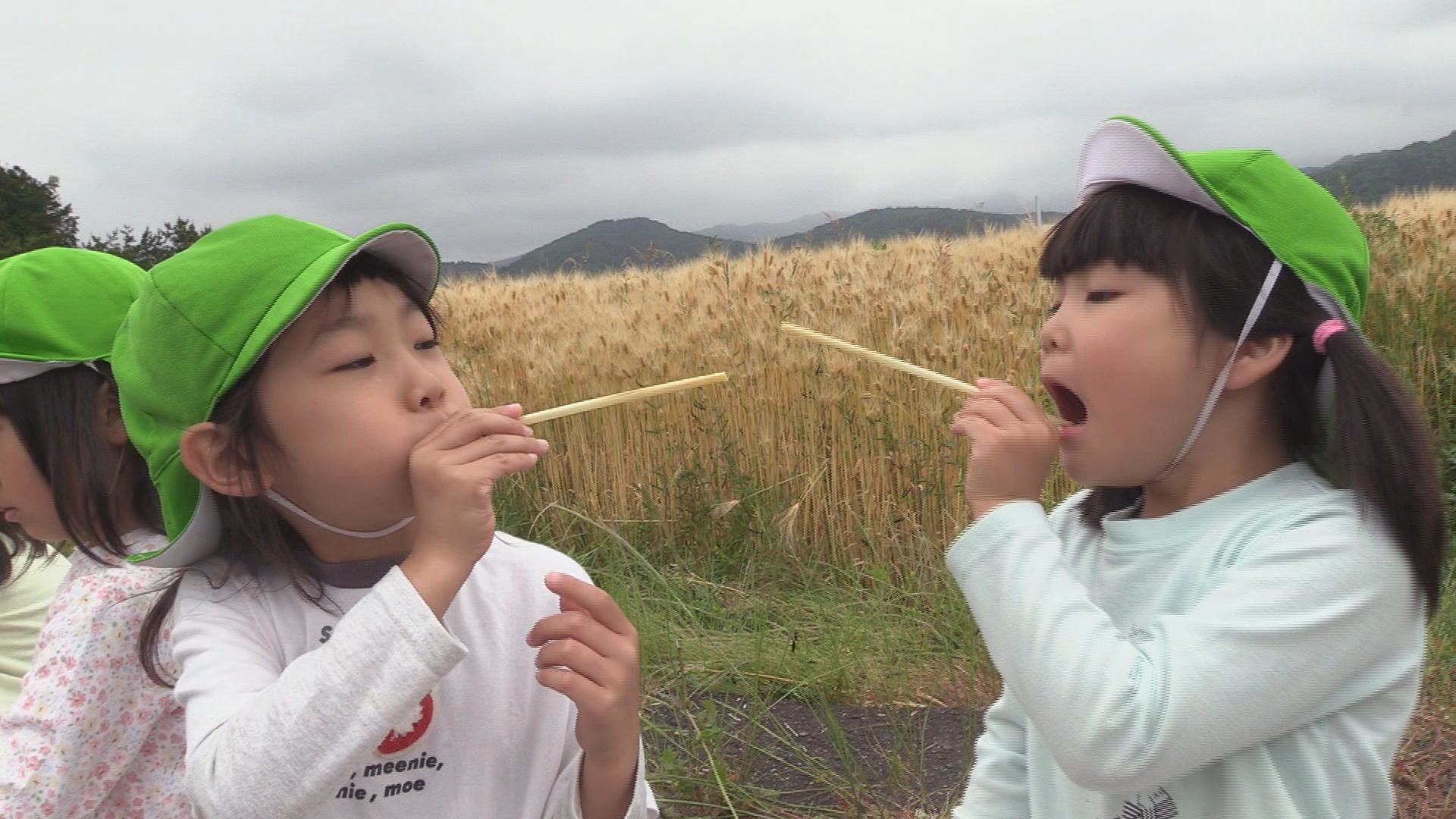 六条大麦でストローできたよ　園児が挑戦、茎の部分を活用　福井市･岡保地区