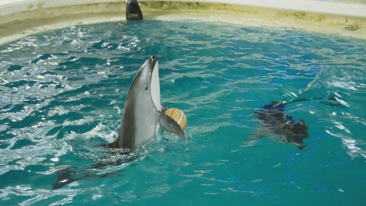 “イルカ”が福井に避難　七尾市の水族館が被災　越前松島水族館が受け入れ