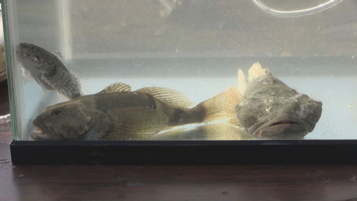 “幻の魚”アラレガコ 九頭竜川で生息調査 竹かご使った伝統の「エバ漁」で捕獲 永平寺町
