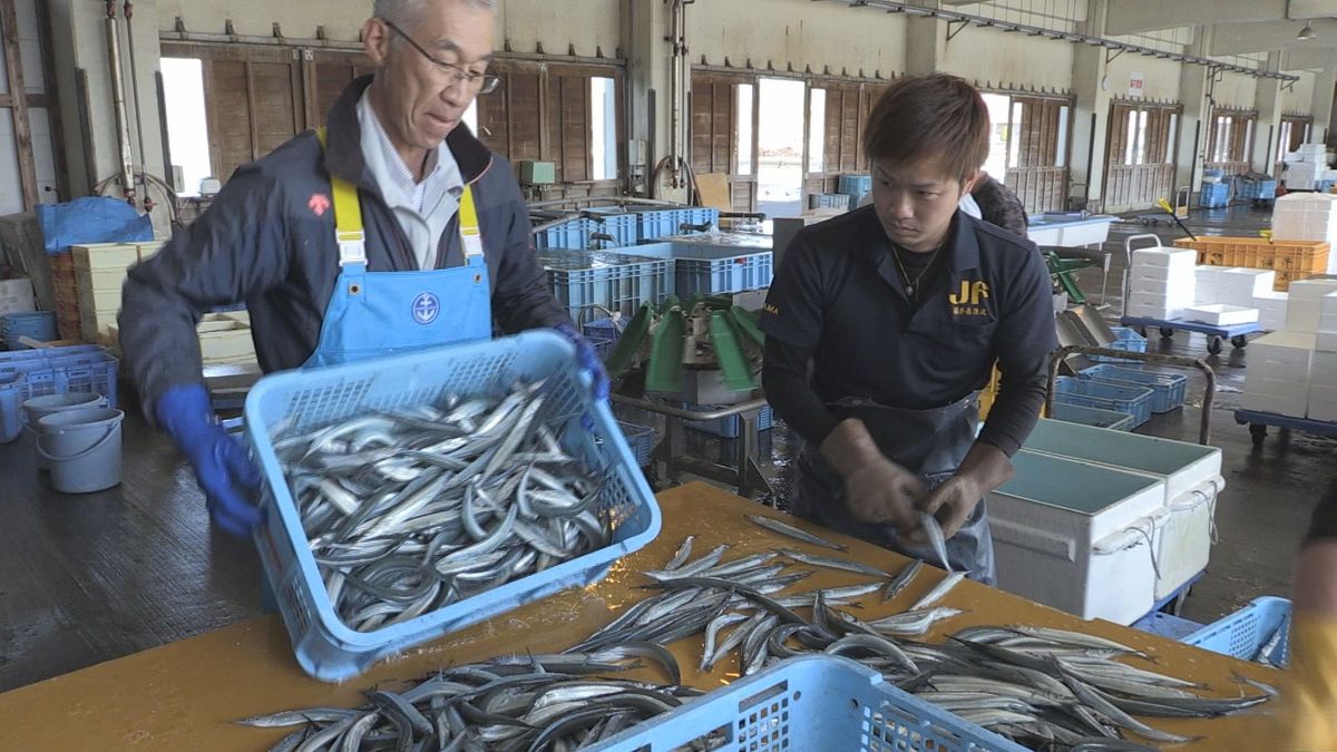 サヨリ漁始まる　若狭に春の訪れ　小浜港、初日の水揚げは少なめ　北陸･京阪神方面へ出荷