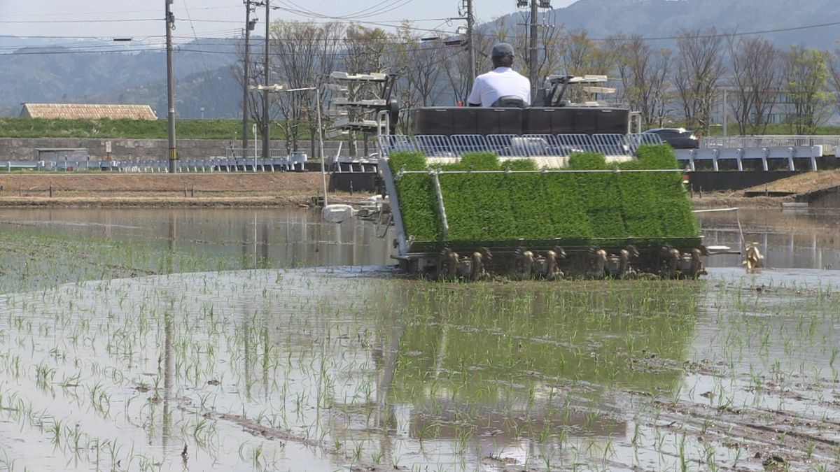 桜吹雪から水田は初夏の装い 一足早く福井市内でコシヒカリの田植え 高温障害を避けようと