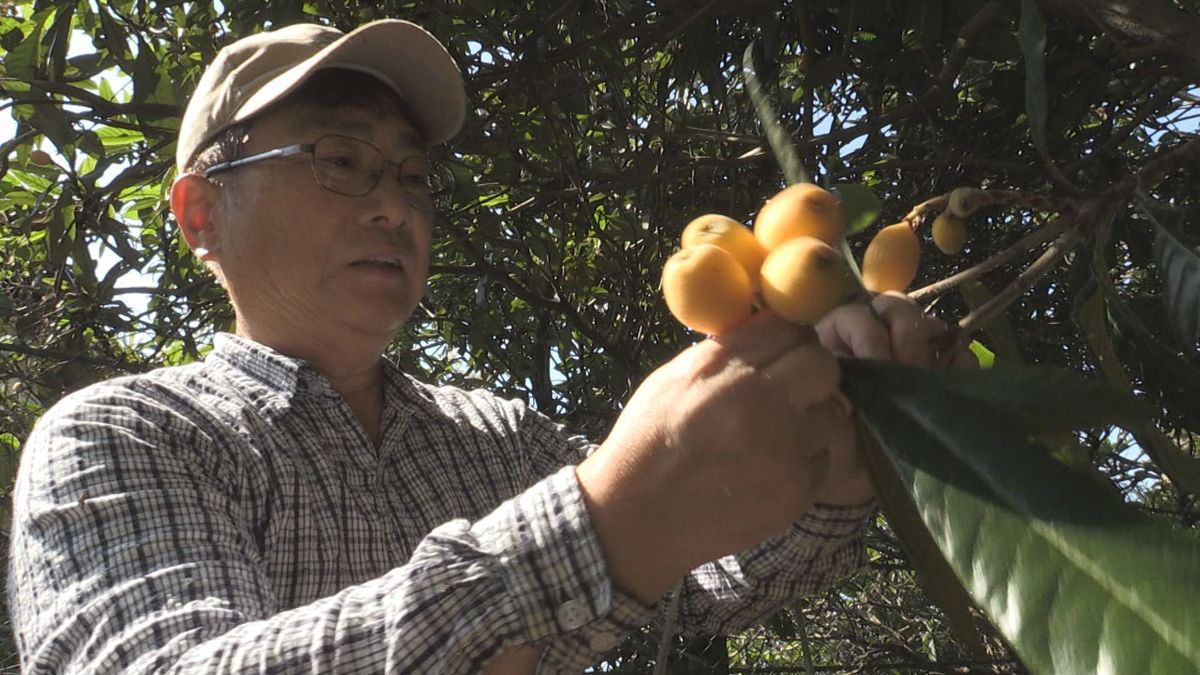 おおい町でビワの収穫ピーク　裏年＆鳥害で今年は不作　去年の1～2割ほどの収量に