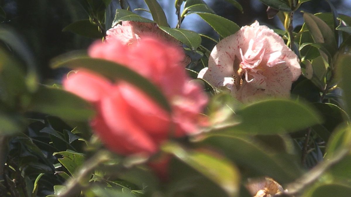 １本の木に色鮮やかな5色の花　小浜市の萬徳寺で五色椿が見ごろ